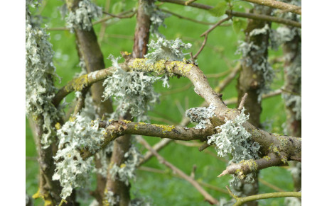 BALADE DECOUVERTE BIODIVERSITE